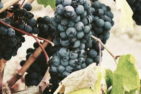 Wildebeest crossing a river